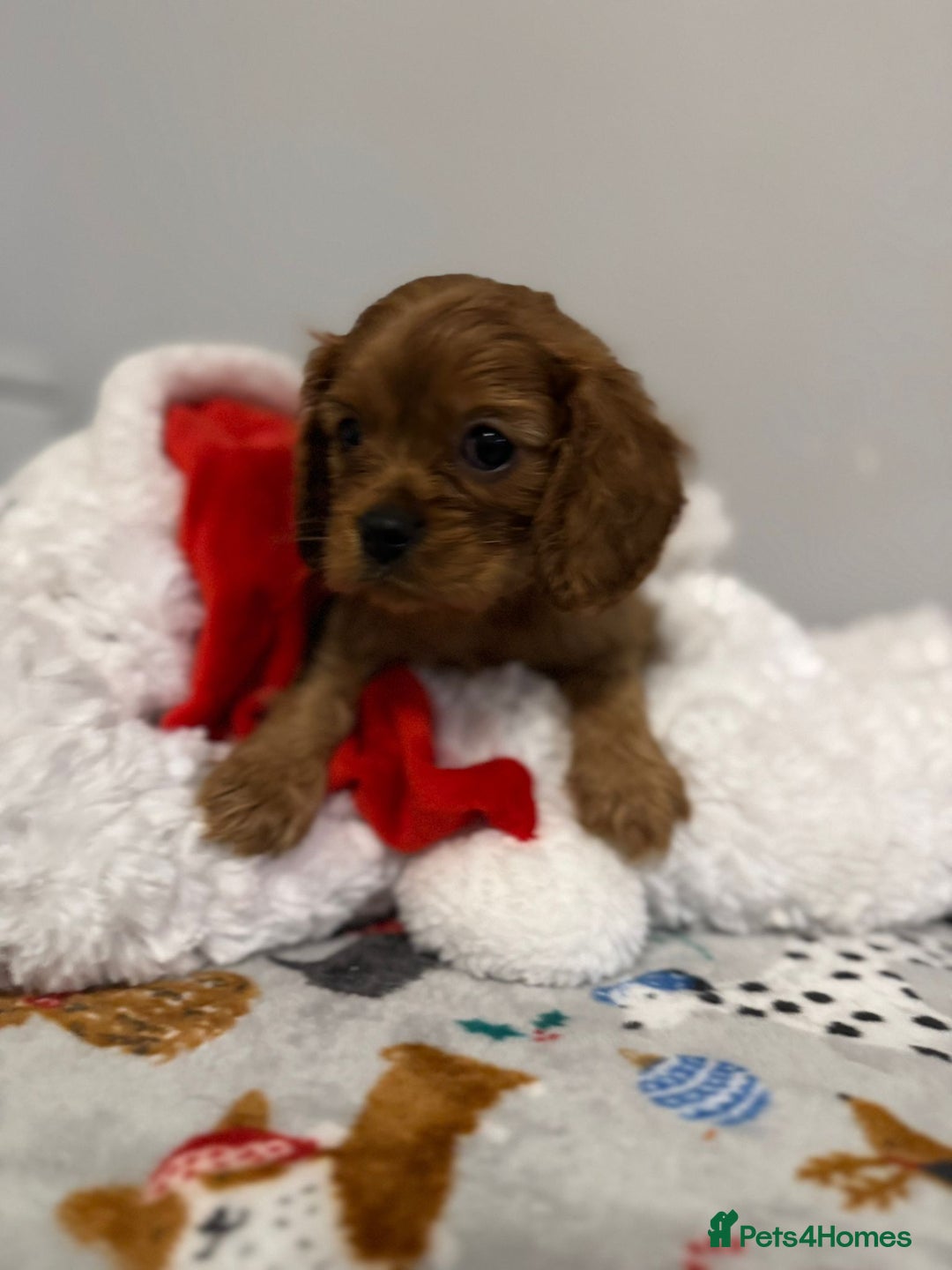 Cavalier King Charles Spaniel dogs for sale: Cavalier King Charles Spaniel Pups KC Reg - Advert 19