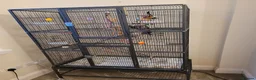 Lovebirds birds for sale: A male and female lovebirds  - Advert 1