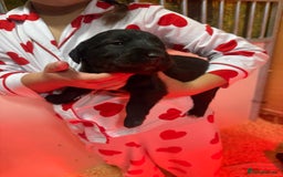 Mixed Breed dogs for sale: Bedlington x whippet Lurcher pups - Image 13