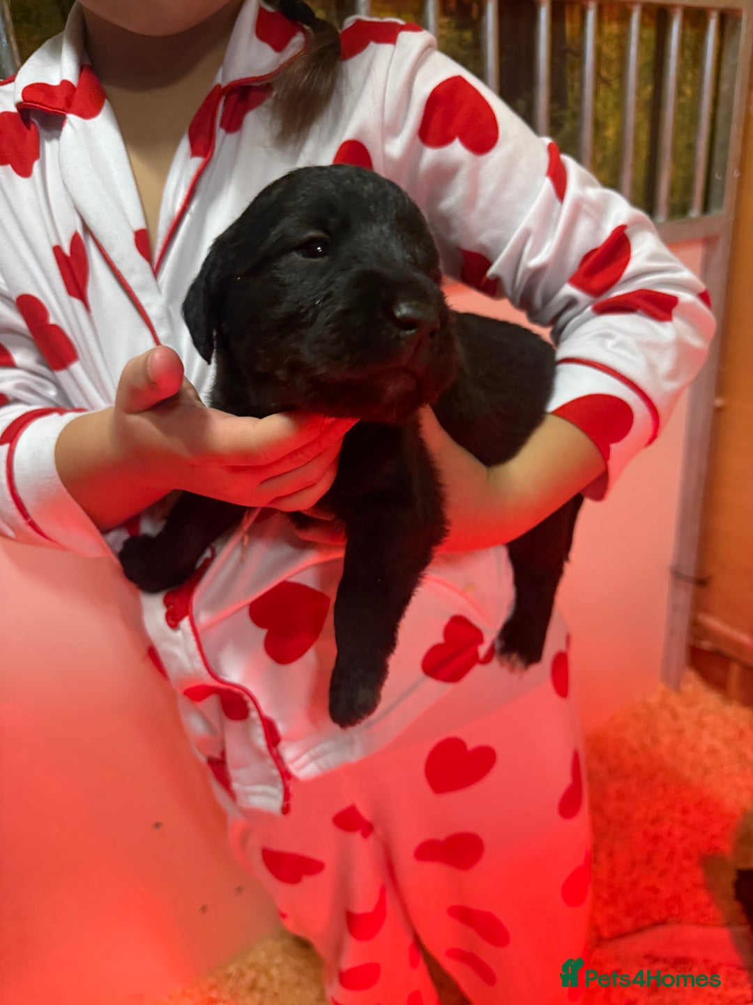 Mixed Breed dogs for sale: Bedlington x whippet Lurcher pups - Image 13