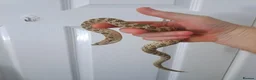 Snake reptiles for sale: 3 hognose snakes - Advert 1