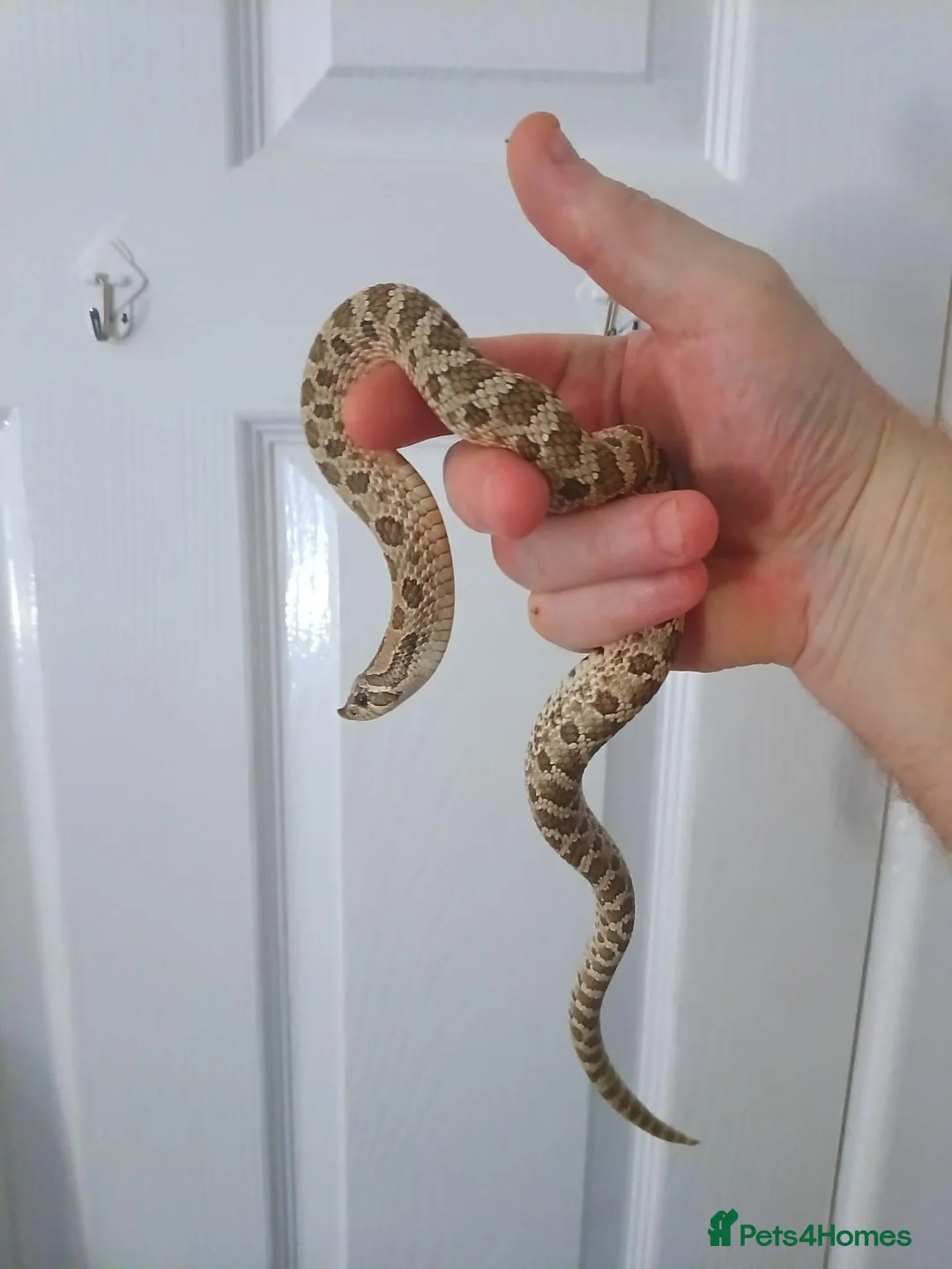 Snake reptiles for sale: 3 hognose snakes - Advert 1