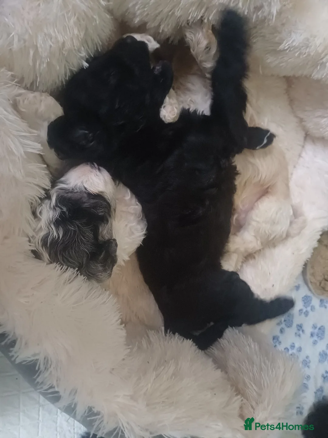 Cavapoo dogs for sale: Gorgeous cavapoo multicolours - Advert 2