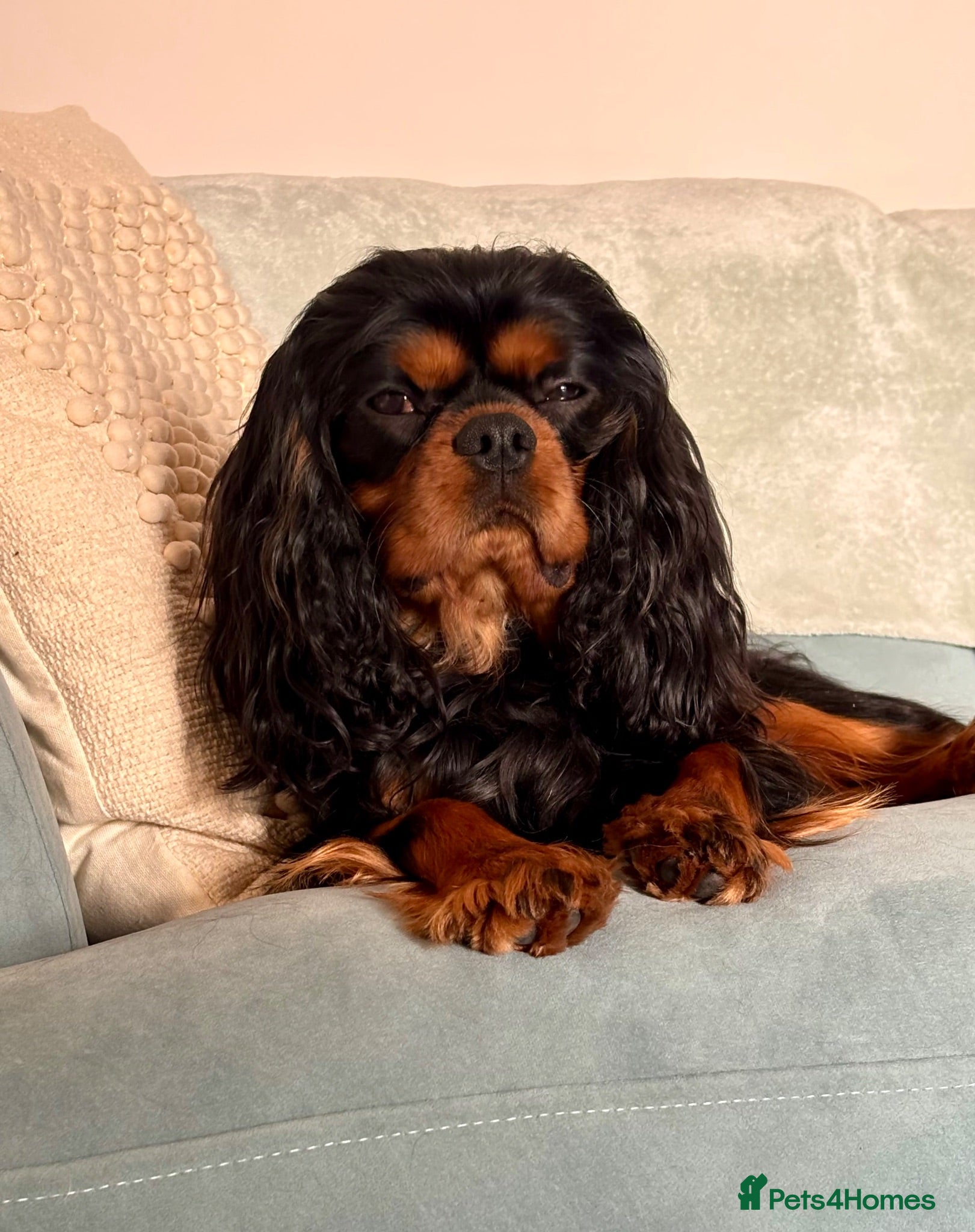 Cavalier King Charles Spaniel dogs Male neutered boy  - Advert 8