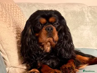 Cavalier King Charles Spaniel dogs Male neutered boy - Advert 8