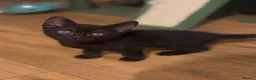 Domestic Shorthair cats for sale: 3 beautiful black kittens  - Advert 3