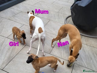 Whippet dogs These Adorable pups are needing a forever home. - Advert 5