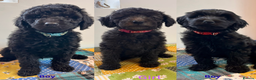 Australian Labradoodle dogs for sale: Home raised, DNA tested, Australian Labradoodles - Advert 1