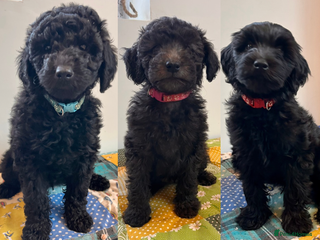 Australian Labradoodle dogs Home raised, DNA tested, Australian Labradoodles - Advert 2