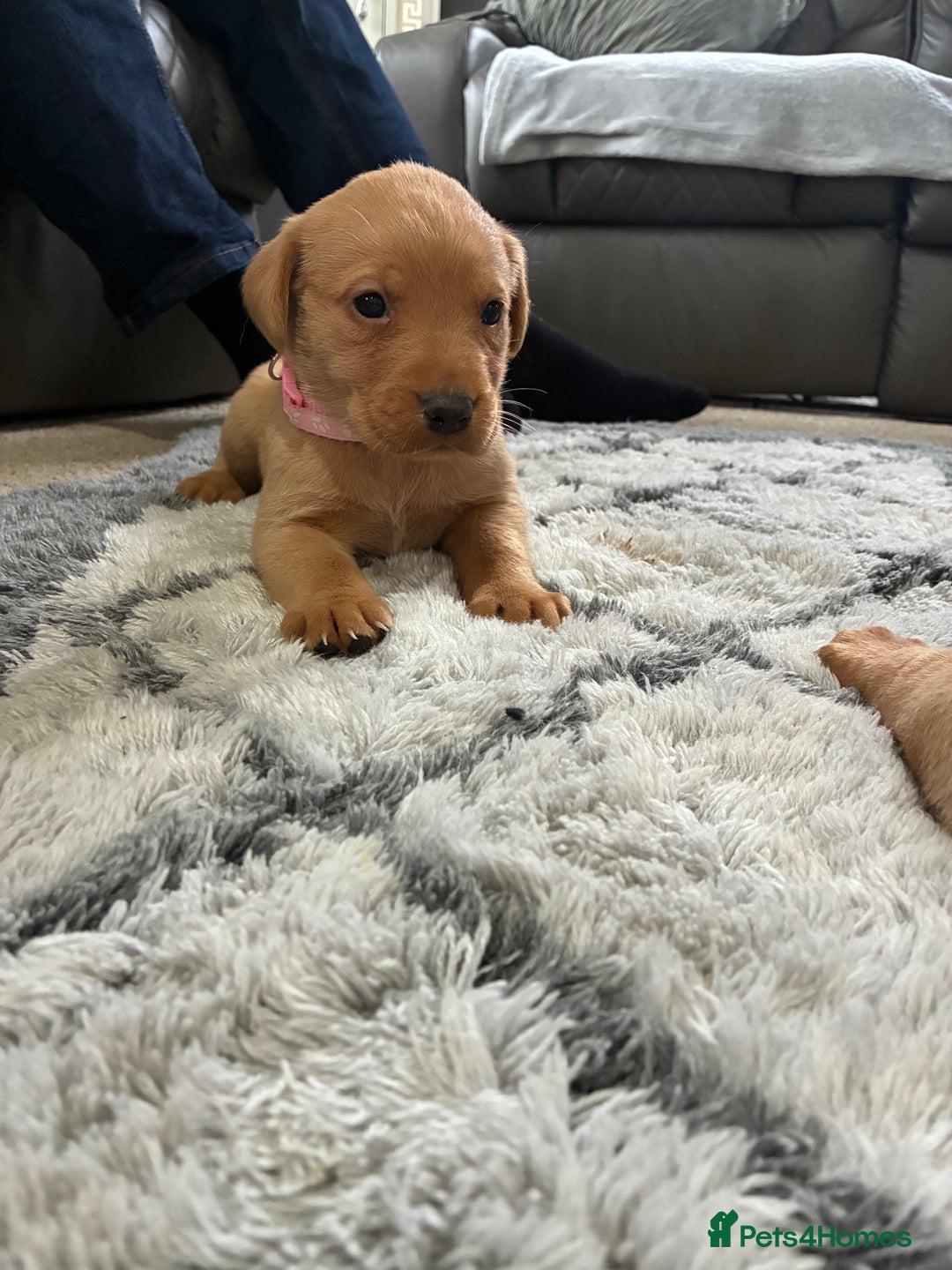 Labrador Retriever dogs for sale: 5 kc chunky fox red Labradors  - Advert 5