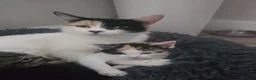 Mixed Breed cats for sale: Beautiful Tri Colour Calico Tuxedo Tabby Kittens - Advert 3