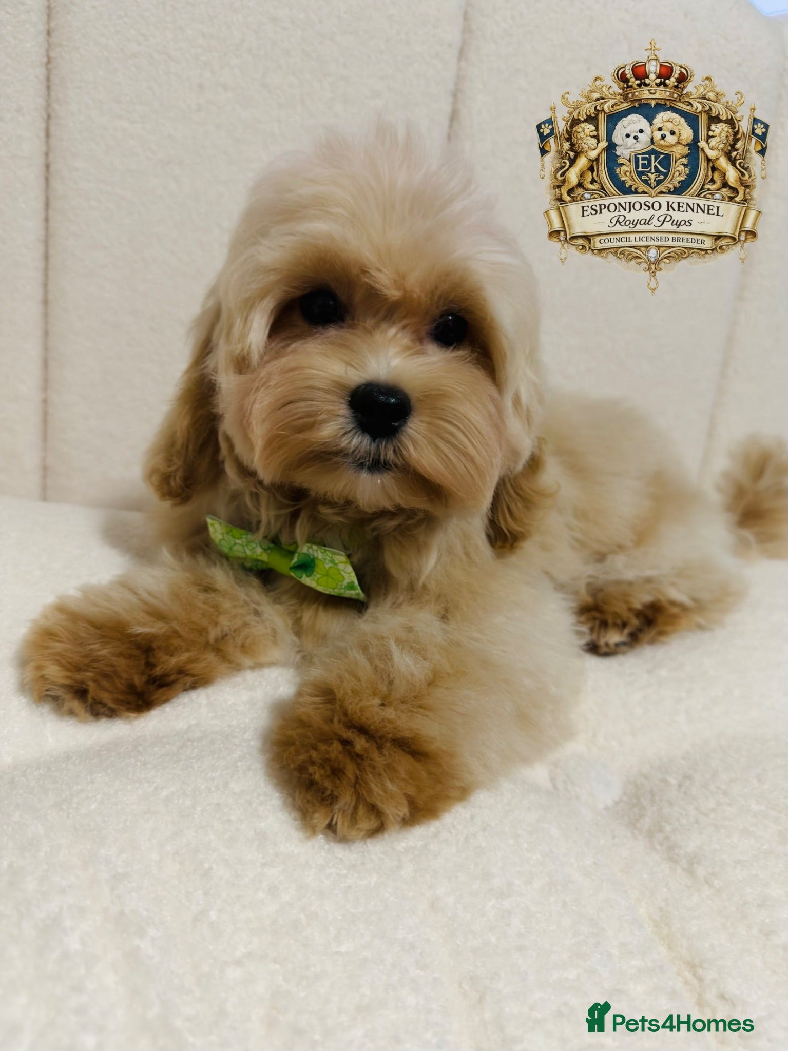 Maltipoo dogs 👑 Last Exquisite Esponjoso Royal maltipoo Boy 👑 - Advert 2