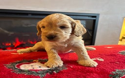 Cockapoo dogs for sale: Boys cockerpoo puppies - Advert 4