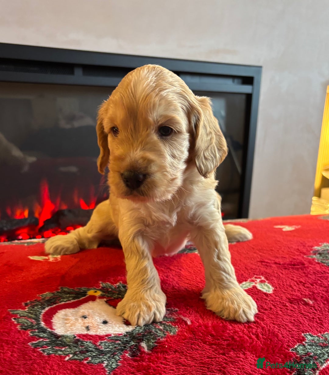 Cockapoo dogs for sale: Boys cockerpoo puppies - Advert 4