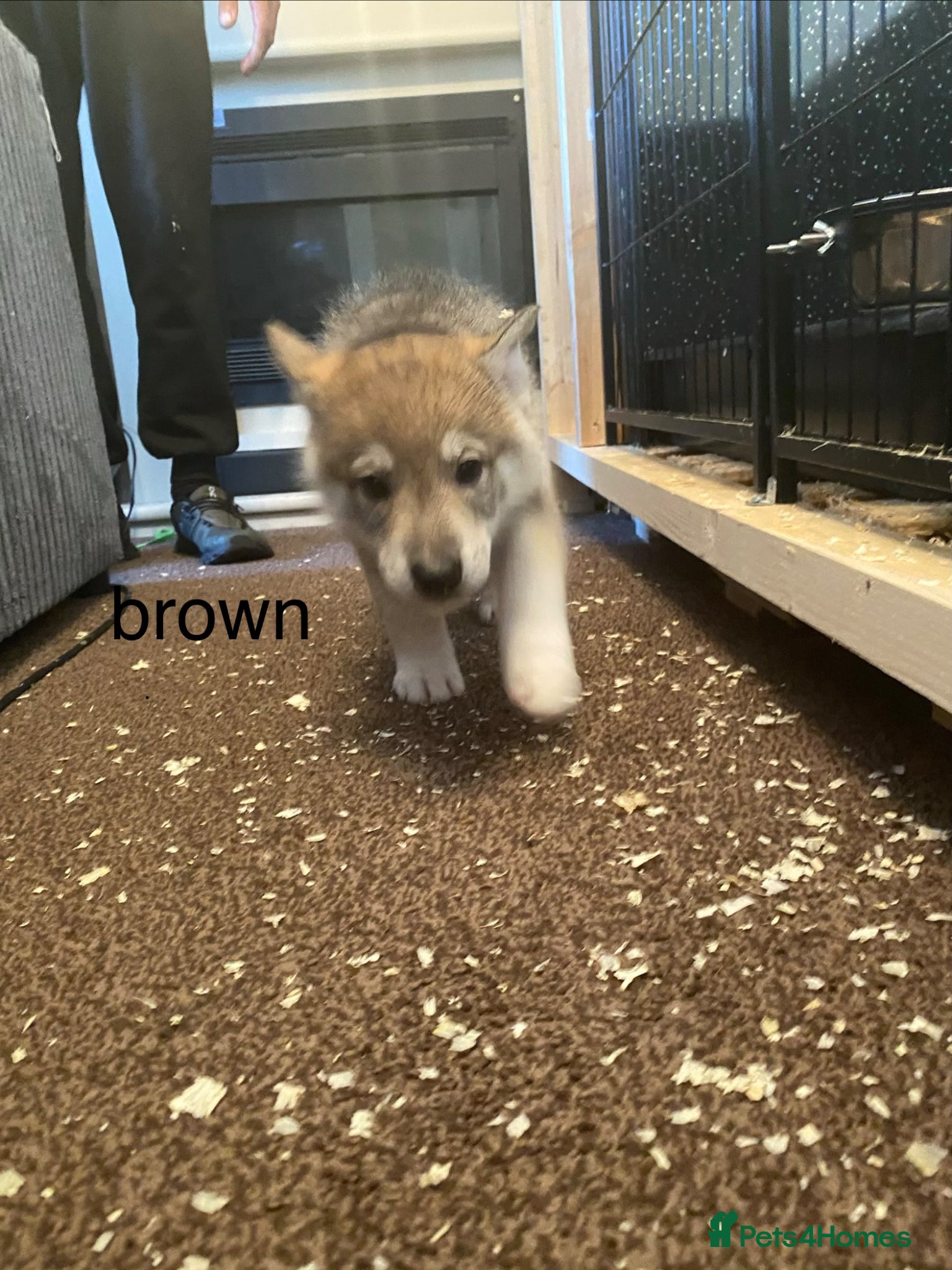 Mixed Breed Puppy 6