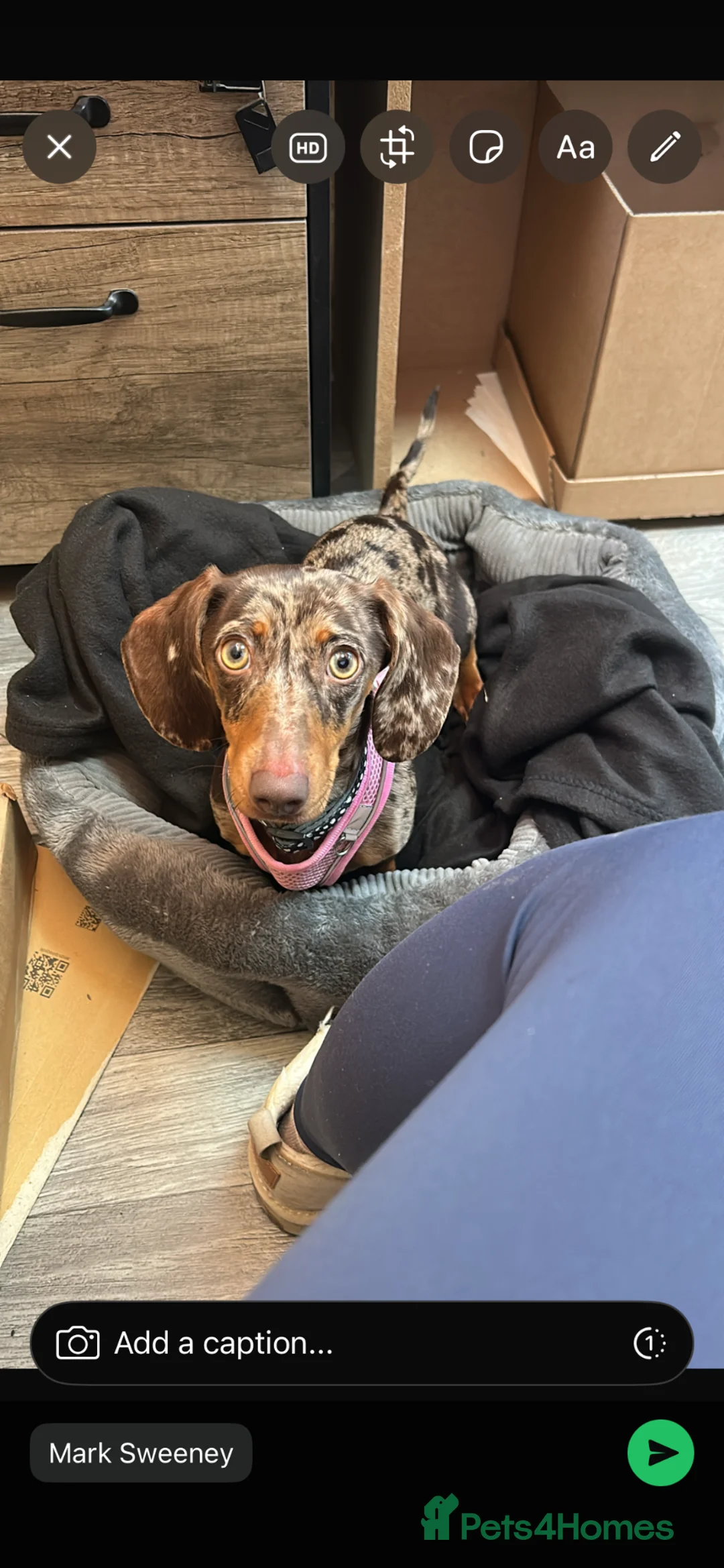 Miniature Dachshund dogs for sale: Very loving miniature dachshund Winnie for sale  in Halifax - Advert 3