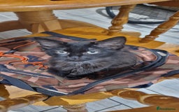 Domestic Shorthair cats for sale: 3 beautiful cats  - Image 2