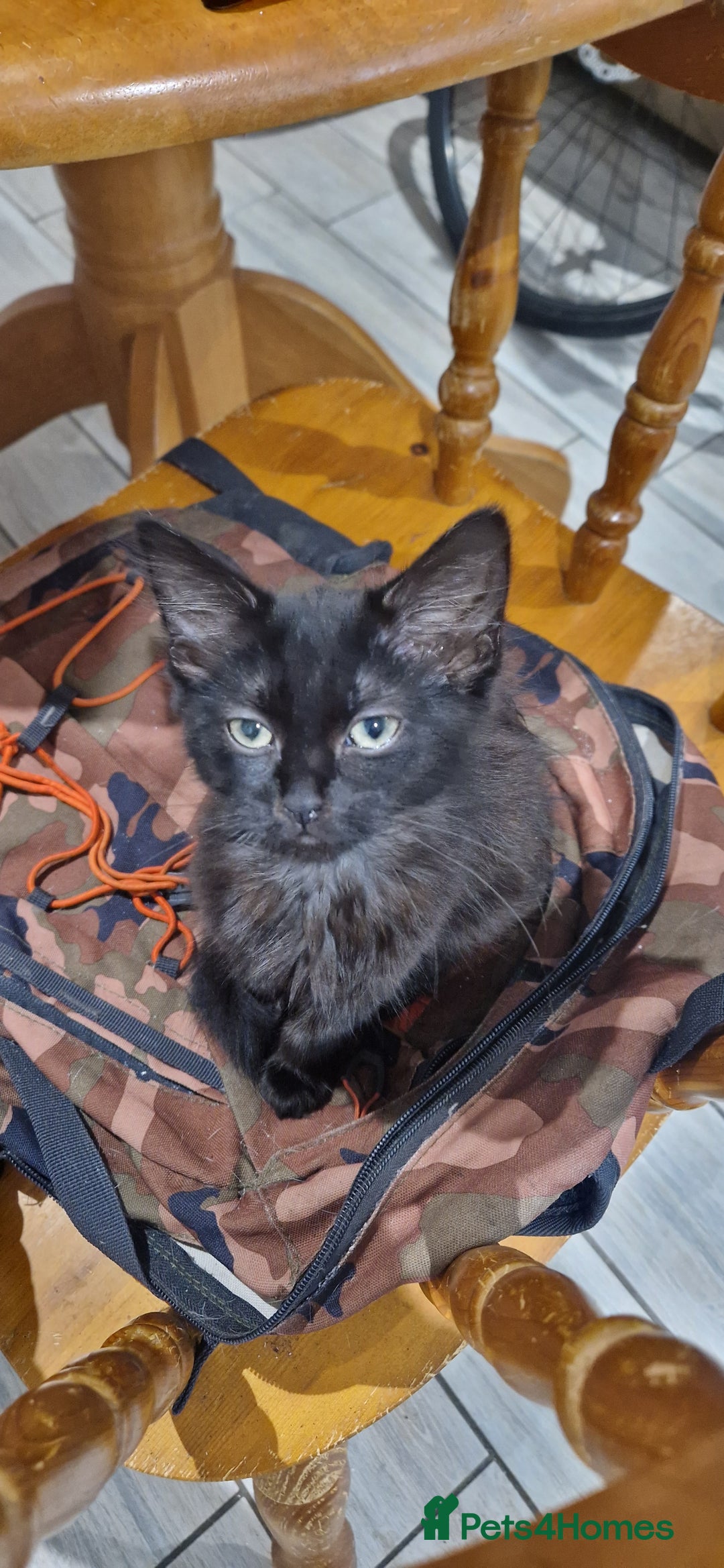 Domestic Shorthair cats for sale: 3 beautiful cats  - Image 2