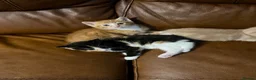Mixed Breed cats for sale: Adorable kittens for sale in Newport - Advert 3