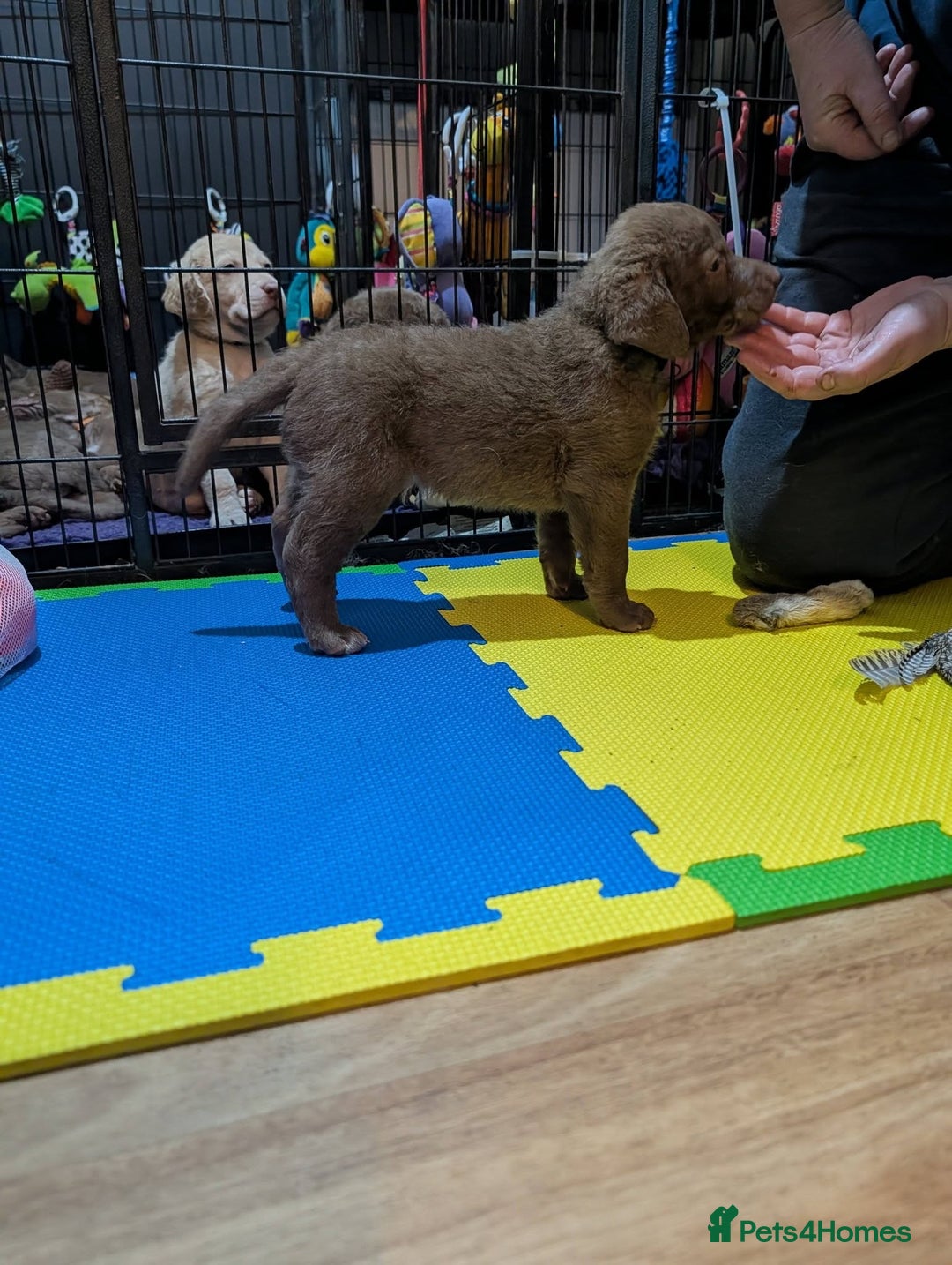 Chesapeake Bay Retriever dogs for sale: Chesapeake Bay Retriever (Chessie) pups - Advert 13