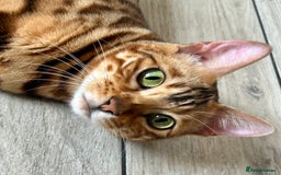 Bengal cats for sale: Stunning Female Bengal For Rehoming - Image 7