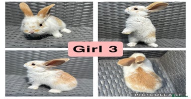 Rex rabbits - Advert 11