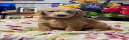 Goldendoodle dogs for sale: 11 gorgeous miniature Goldendoodle poodle  - Advert 5