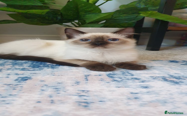 Ragdoll cats - Advert 2