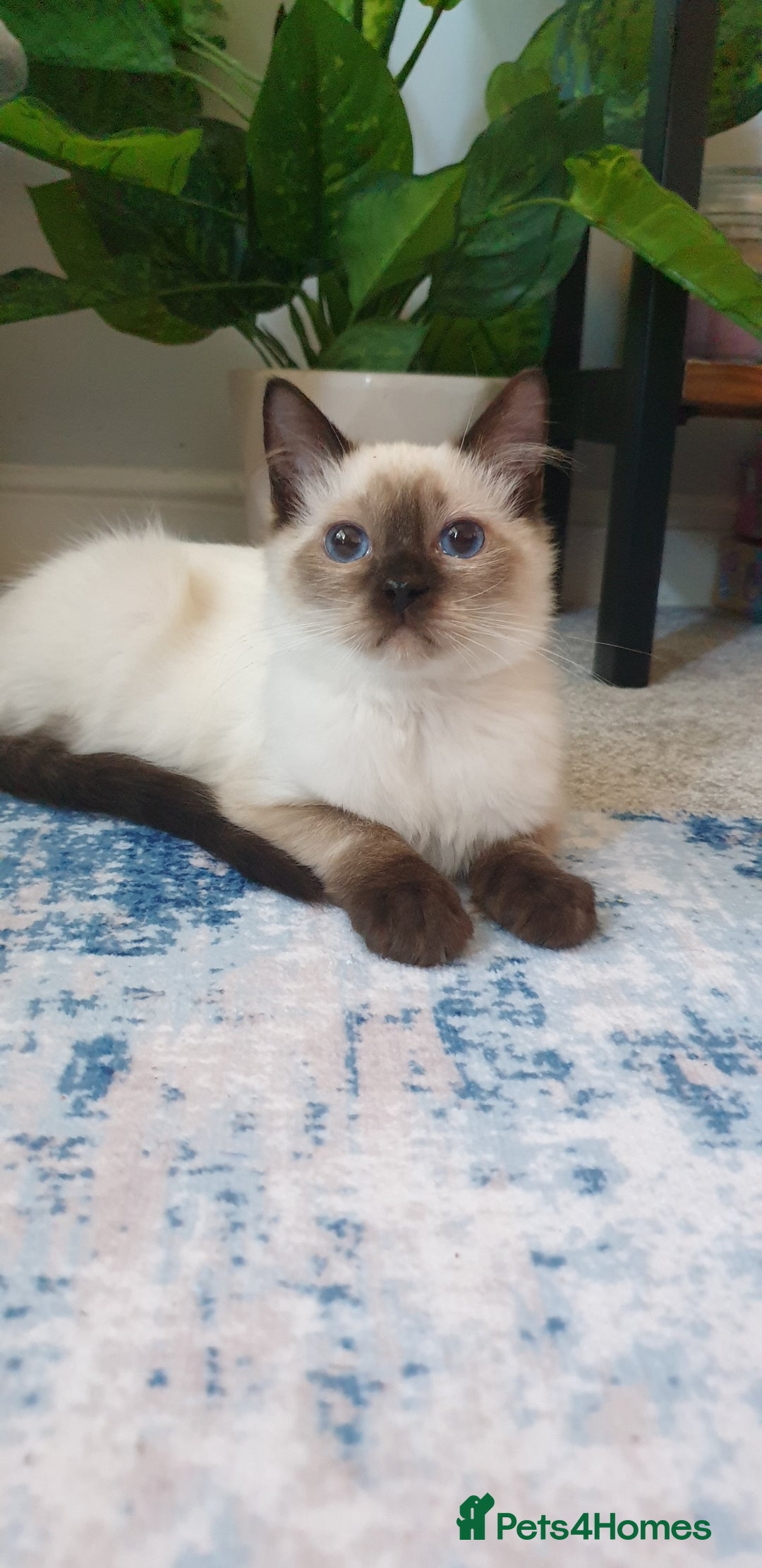Ragdoll cats for sale: 💖Beautiful GCCF Registered Ragdoll Kittens. - Image 1