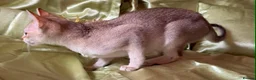 Singapura cats for sale: Rare Breed Singapura Kitten - Advert 8