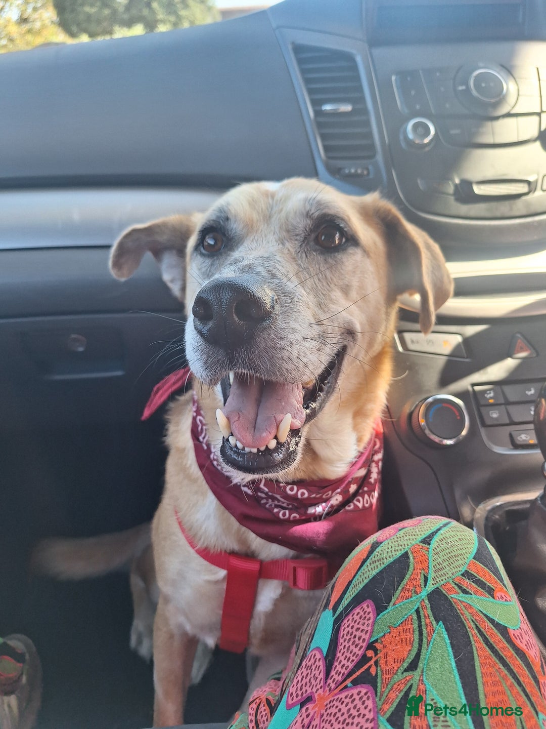 Mixed Breed dogs for sale: Big Golden Boy for Adoption  - Image 7