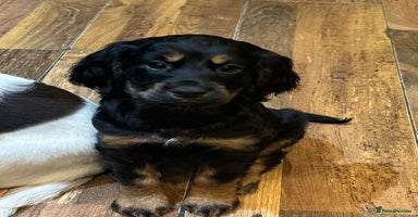 Cocker Spaniel dogs READY NOW!! working cocker spaniels - Advert 11