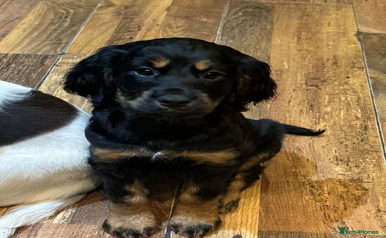 Cocker Spaniel dogs READY NOW!! working cocker spaniels - Advert 2