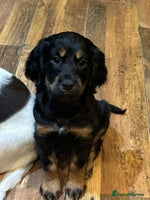 Cocker Spaniel dogs READY NOW!! working cocker spaniels - Advert 11