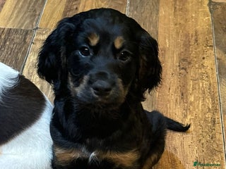 Cocker Spaniel dogs READY NOW!! working cocker spaniels - Advert 3