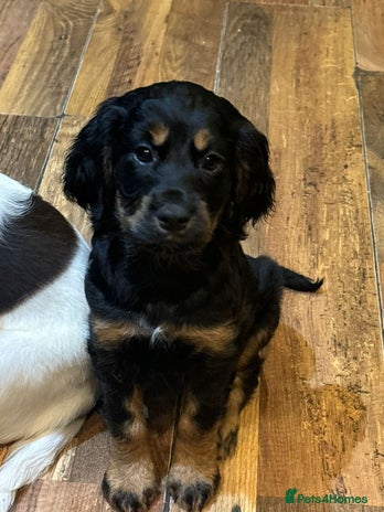 Cocker Spaniel dogs READY NOW!! working cocker spaniels - Advert 11