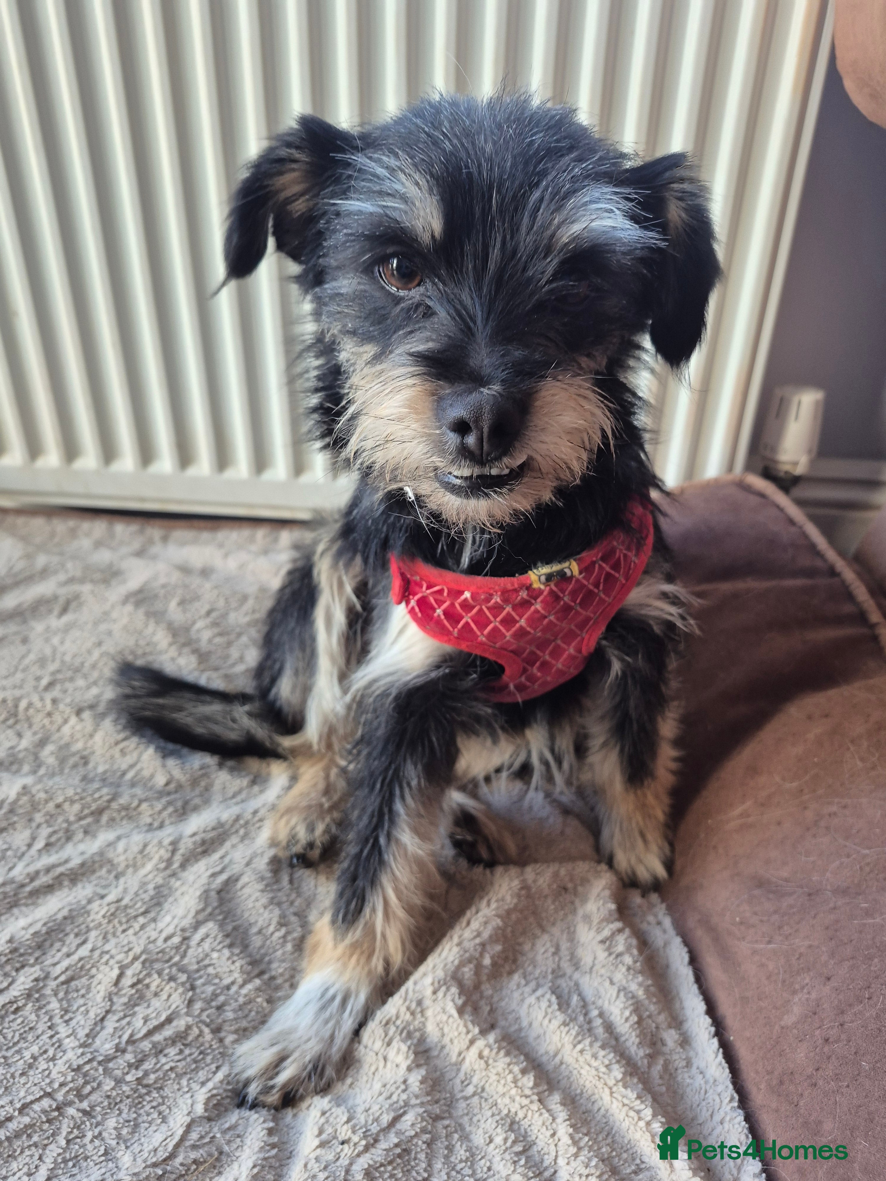 Mixed Breed dogs BEBA! - Advert 6