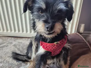 Mixed Breed dogs BEBA! - Advert 6