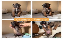 Belgian Shepherd Dog dogs for sale: Belgian Malinois puppies🐾 - Image 6