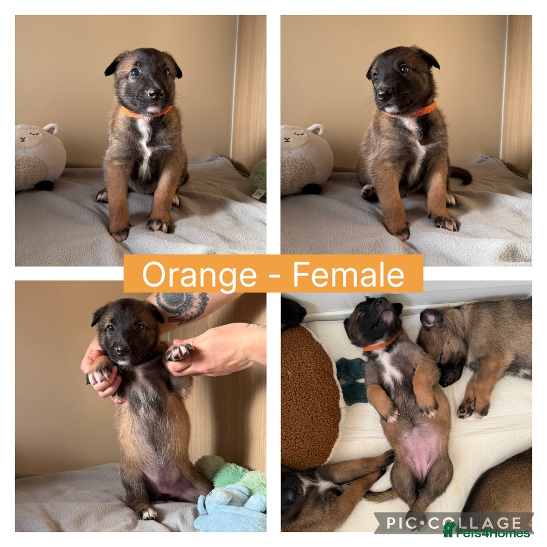Belgian Shepherd Dog dogs for sale: Belgian Malinois puppies🐾 - Image 6