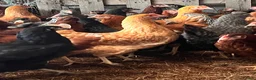 Hens poultry for sale: Point of Lay Hens - Advert 2