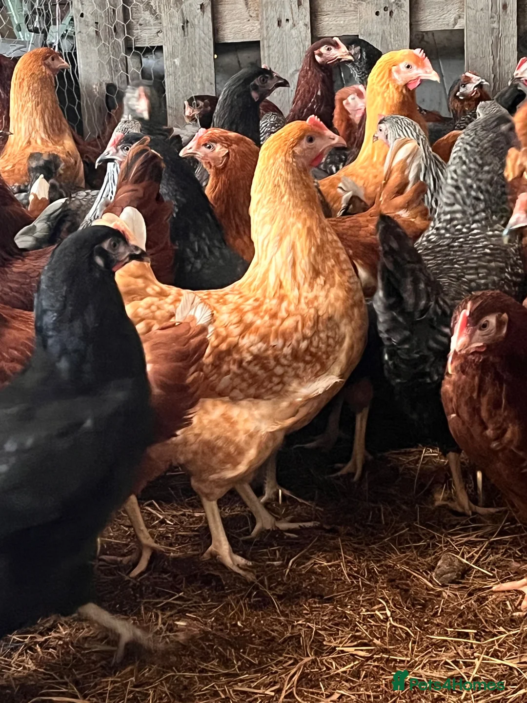 Hens poultry for sale: Point of Lay Hens - Advert 2