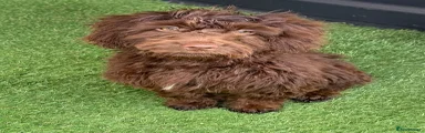 Cockapoo 6