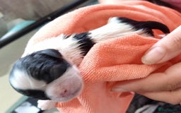 Shih Tzu dogs for sale: 2 buiful shih tzus need their forever home - Image 6