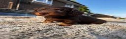 Miniature Dachshund dogs for sale: ✨KC PRA CLEAR miniature longhair dachshund  - Advert 14