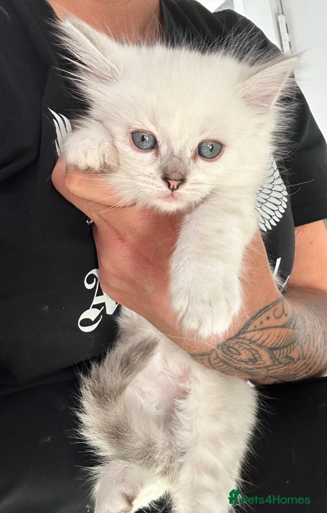 Ragdoll cats Last boy now reduced  - Advert 2
