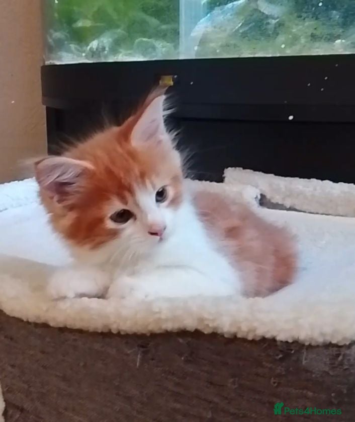 Maine Coon cats 3/4 Maine coon kittens  - Advert 12