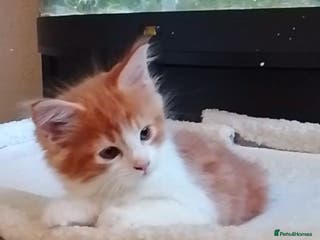 Maine Coon cats 3/4 Maine coon kittens - Advert 14