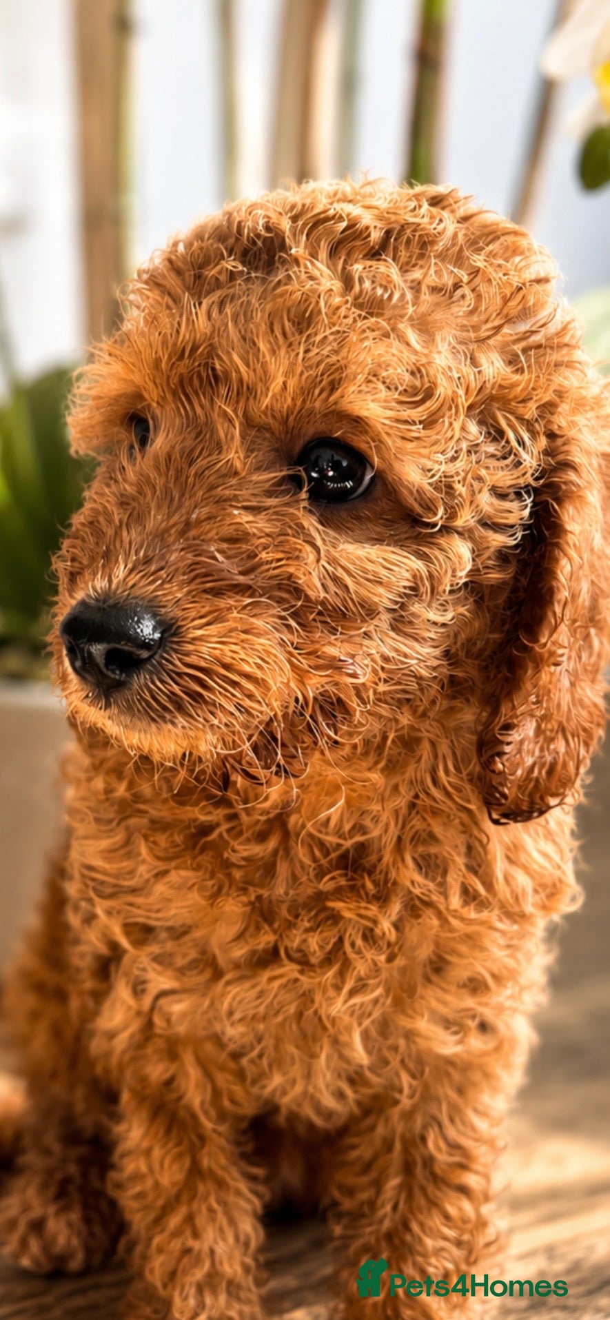Cavapoo dogs  Adorable puppies looking for Their forever homes  - Advert 9