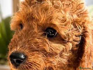 Cavapoo dogs Adorable puppies looking for Their forever homes - Advert 9